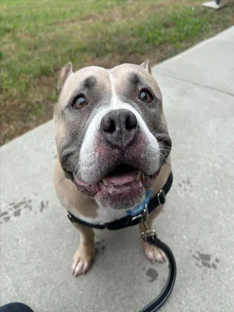 Mya - American Bulldog