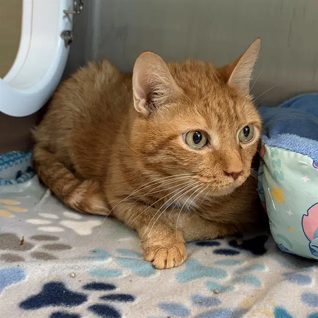 Sheldon - Domestic Short Hair