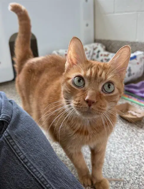Sheldon - Domestic Short Hair