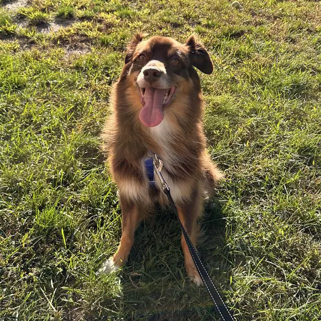 Olive - Australian Shepherd