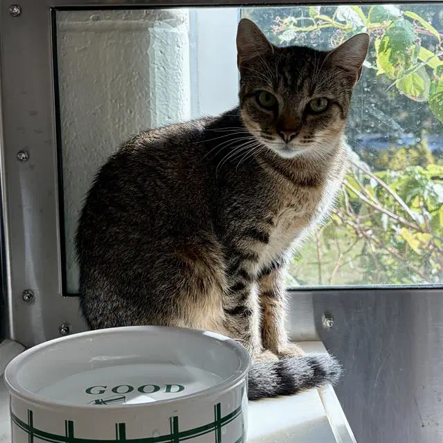 Fury - Domestic Short Hair