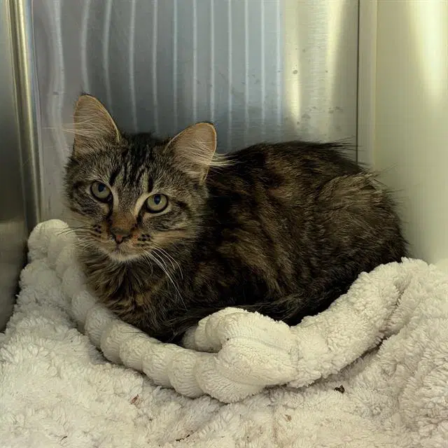 Roses - Domestic Short Hair