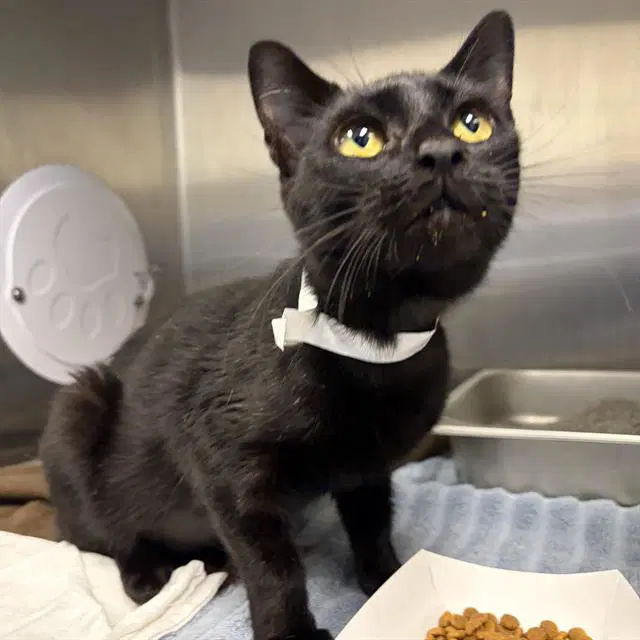 Meownnaise - Domestic Short Hair