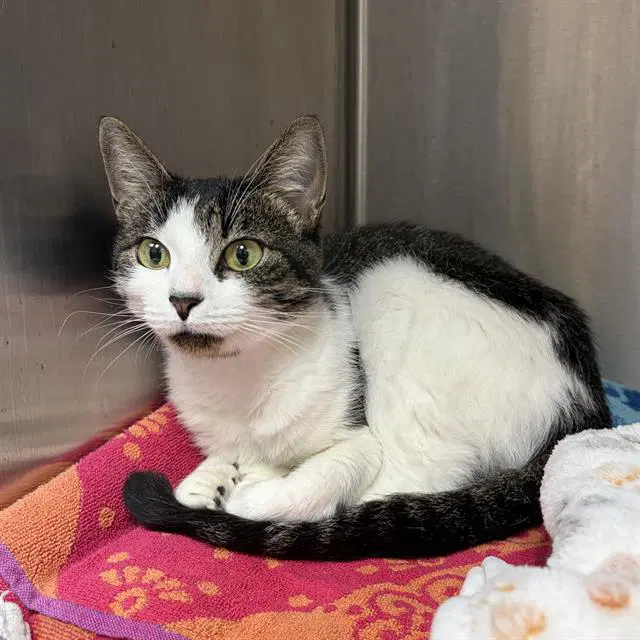 Mimi - Domestic Short Hair