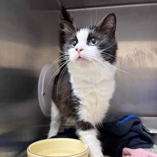 Raven - Domestic Medium Hair
