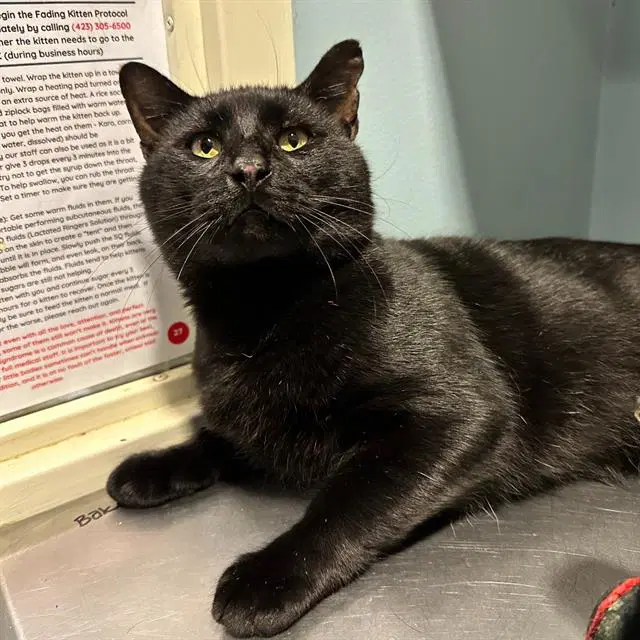 Lobo - Domestic Short Hair