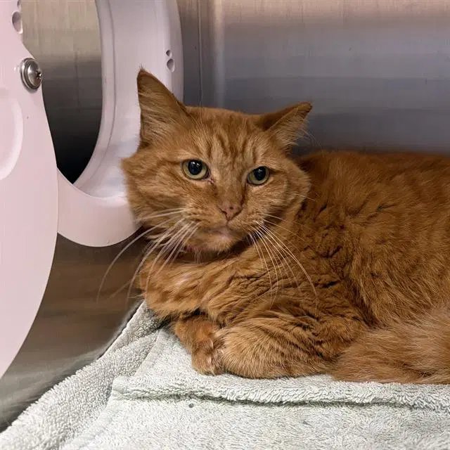 Sherbet - Domestic Long Hair