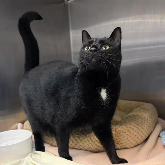 Caligo - Domestic Short Hair