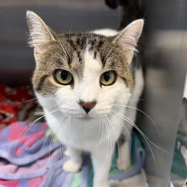 Tevye - Domestic Short Hair