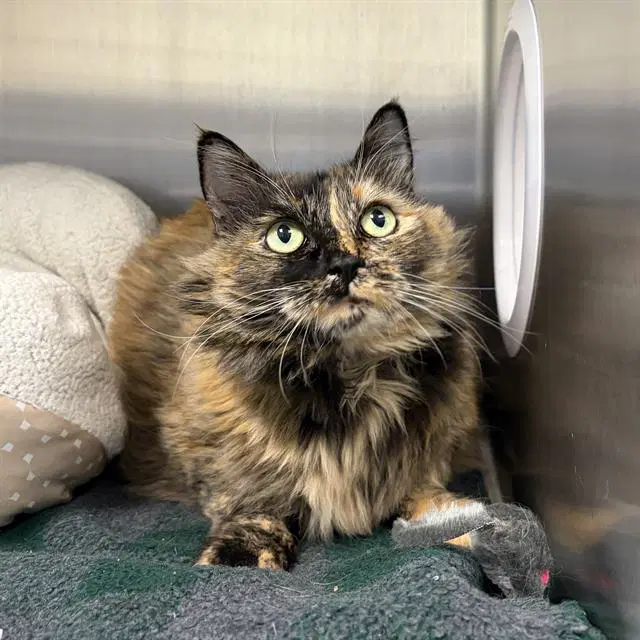 Tweety - Domestic Long Hair