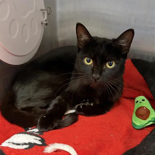 Morticia - Domestic Short Hair
