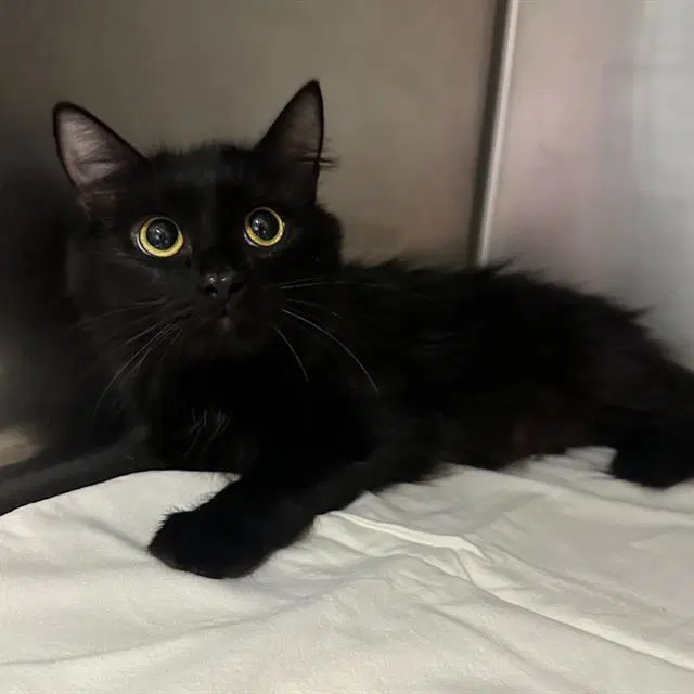 Brie - Domestic Medium Hair