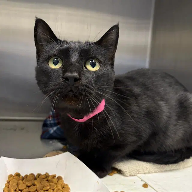 Madison - Domestic Short Hair
