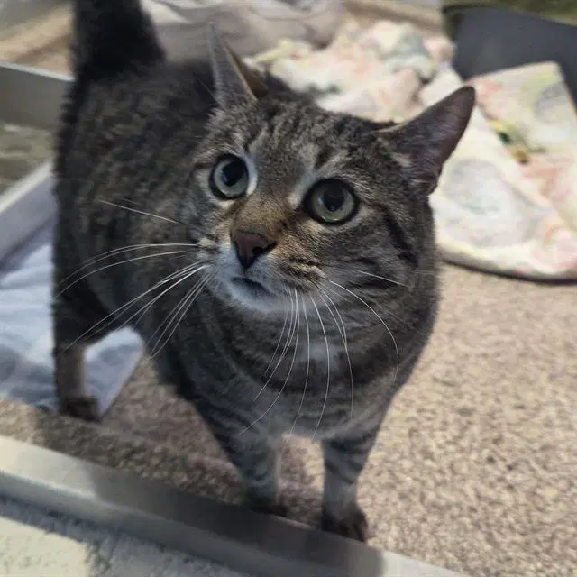 Bernadette - Domestic Short Hair