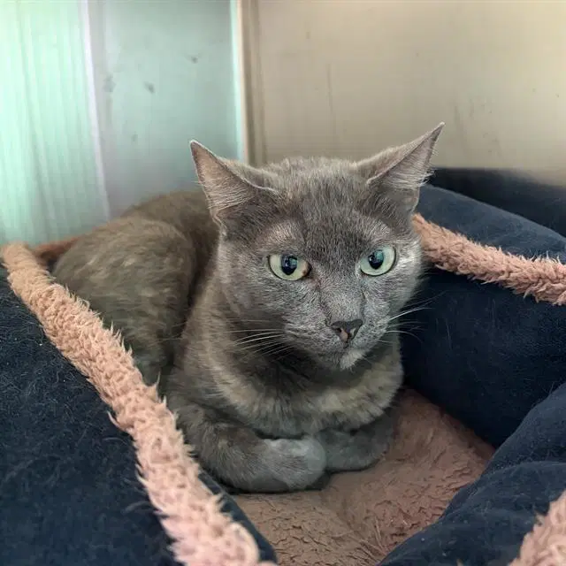 Rosie - Domestic Short Hair