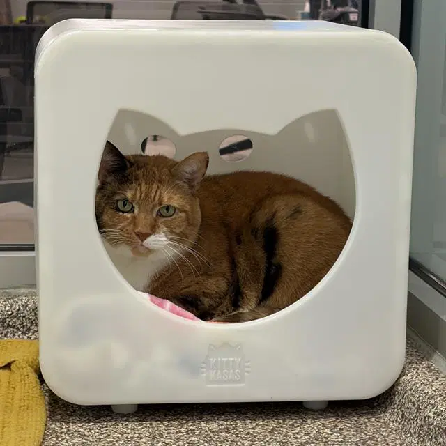 Freedom - Domestic Short Hair