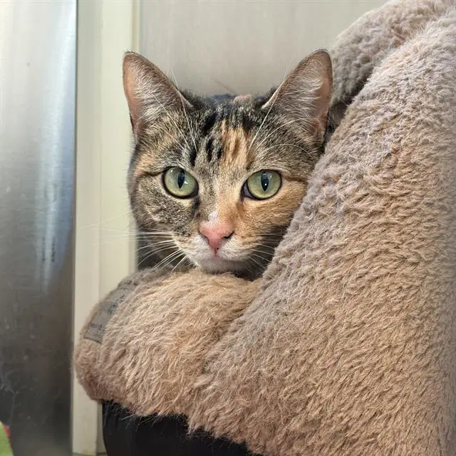 Twix - Domestic Short Hair