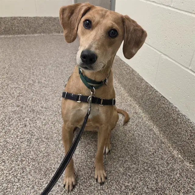 Papaya - American Foxhound
