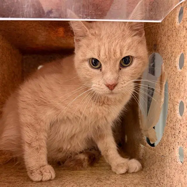 Lia - Domestic Short Hair