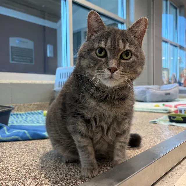 Minou - Domestic Short Hair
