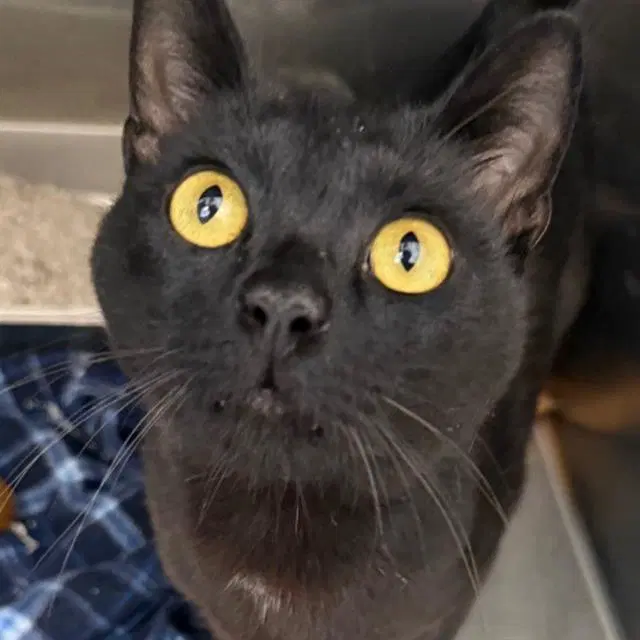 Grug - Domestic Short Hair