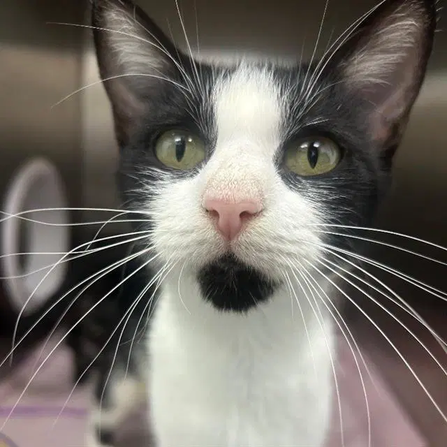 Lulu - Domestic Short Hair