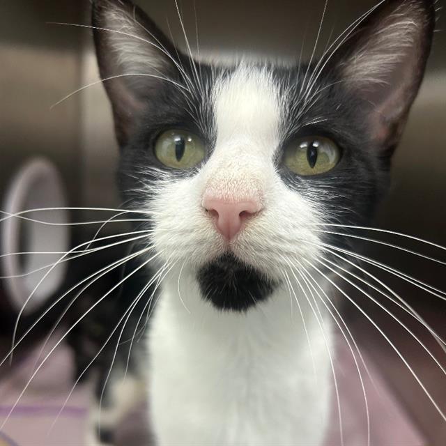 Lulu