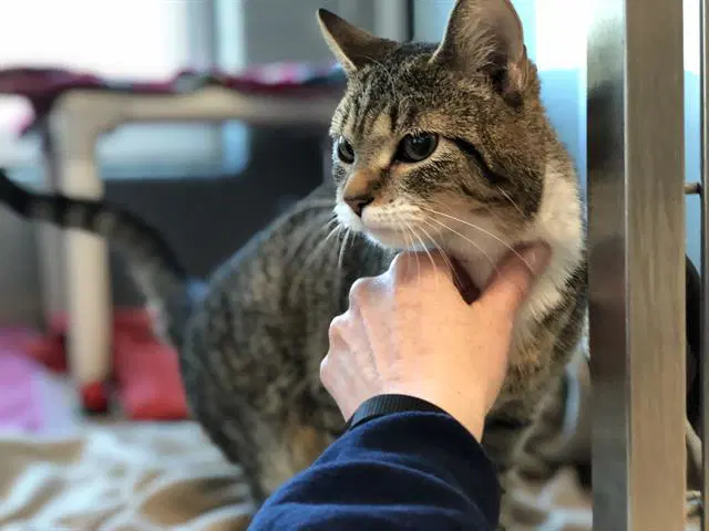 Sierra - Domestic Short Hair