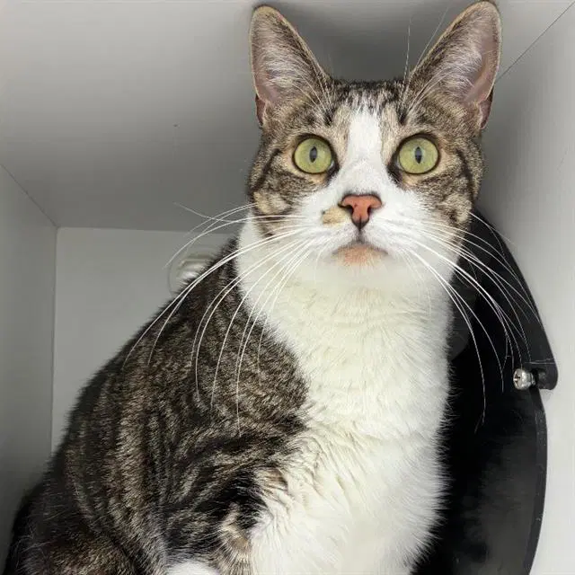Jack - Domestic Short Hair