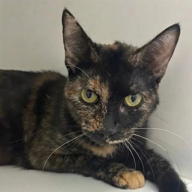 Linda - Domestic Short Hair