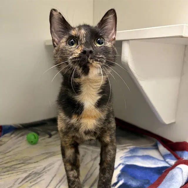 Linda - Domestic Short Hair