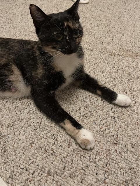 Molly