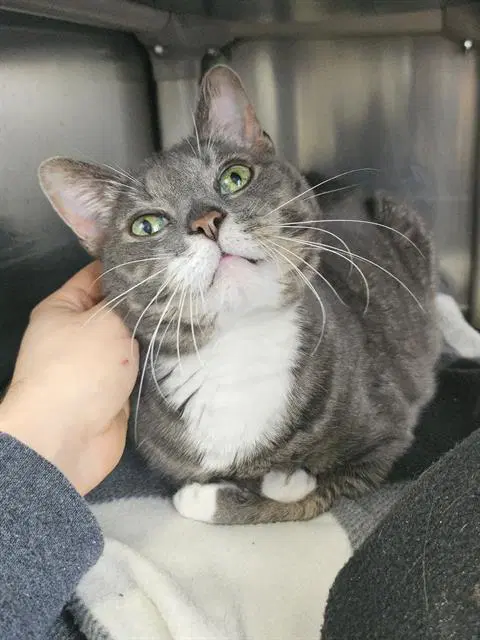 Carlisle - Domestic Short Hair