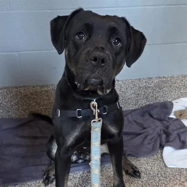 Topaz - Labrador Retriever