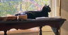 adoptable Cat in Nazareth, PA named Pinkle Purr