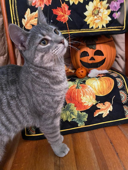 IVY - Domestic Short Hair available for adoption