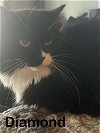 adoptable Cat in  named Diamond