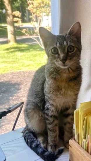 adoptable Cat in Nazareth, PA named Wish Bone Kitten