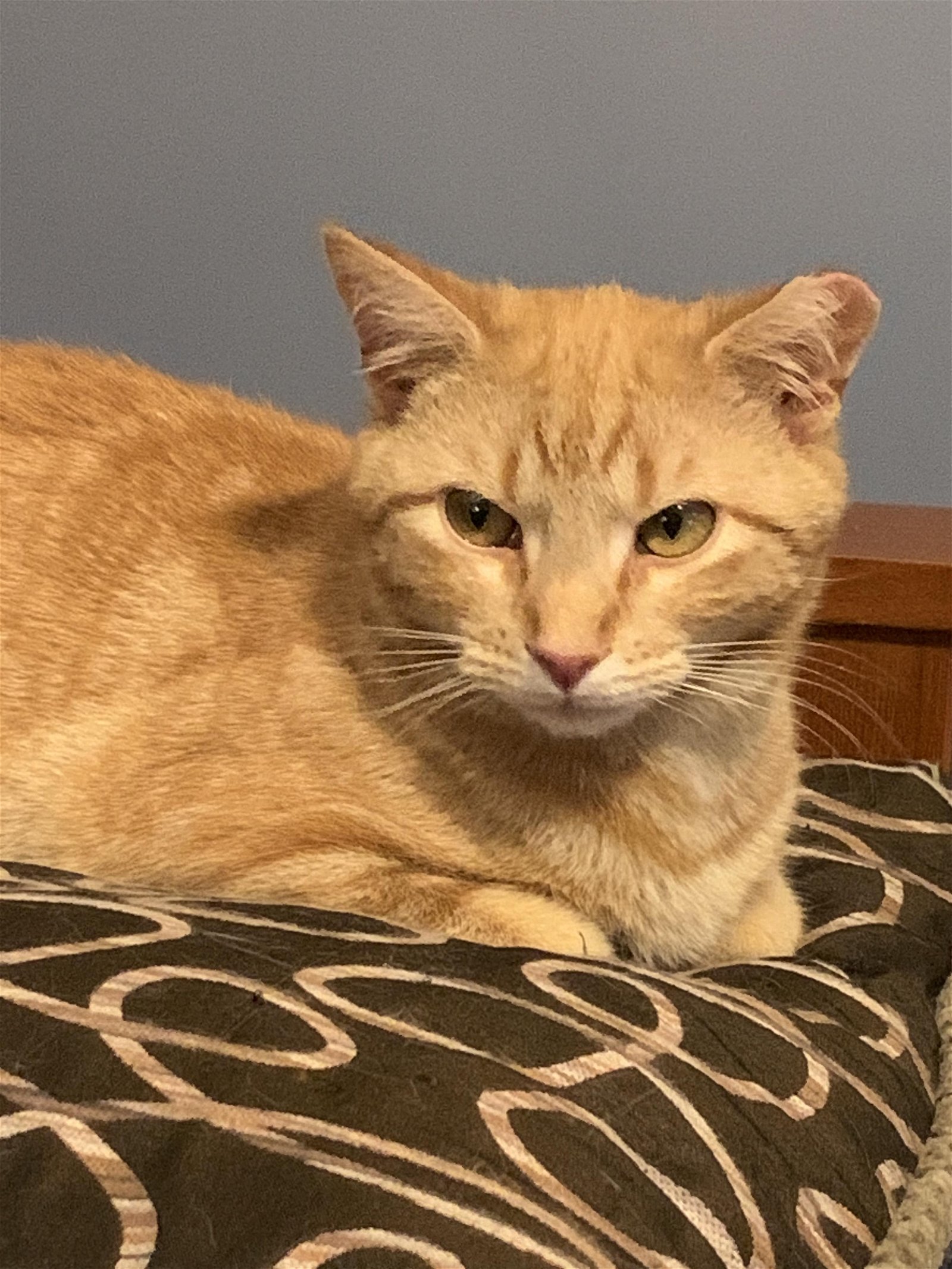 adoptable Cat in Nazareth, PA named Rusty
