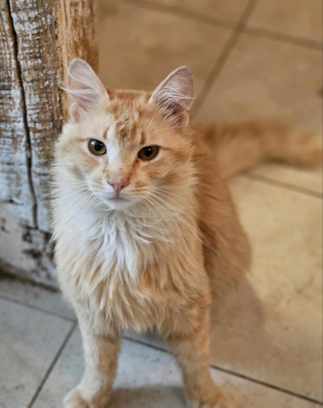 adoptable Cat in Nazareth, PA named Redsey