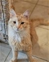 adoptable Cat in  named Redsey