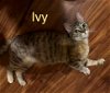 adoptable Cat in , PA named Ivy