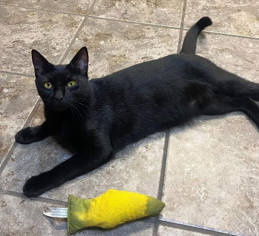 adoptable Cat in Nazareth, PA named Ebony