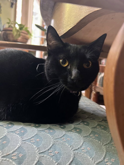 picture of the cat needing adoption
