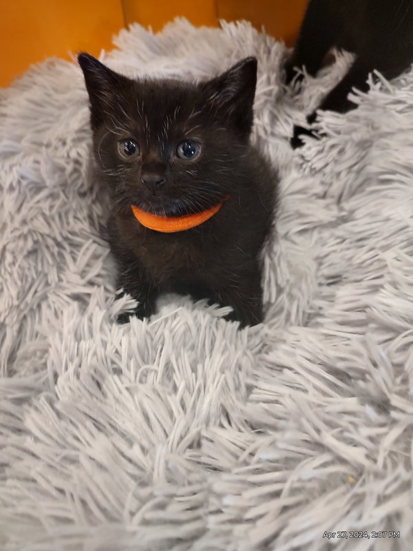 Whiskers