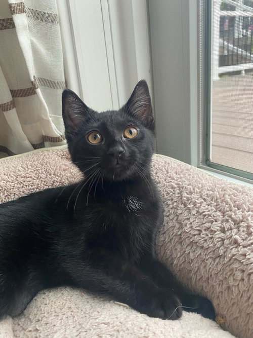 WINNIE - Domestic Short Hair available for adoption