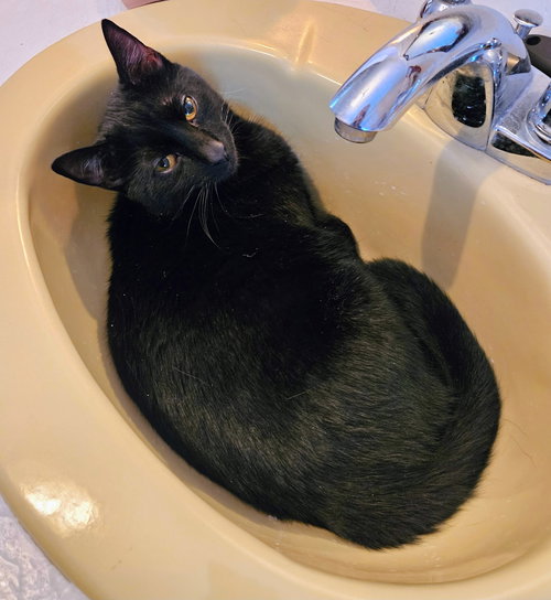 MINNIE - Domestic Short Hair available for adoption