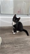 adoptable Cat in , PA named Eddy Kitten