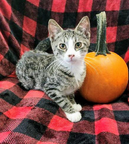 adoptable Cat in Nazareth, PA named Zeus Kitten