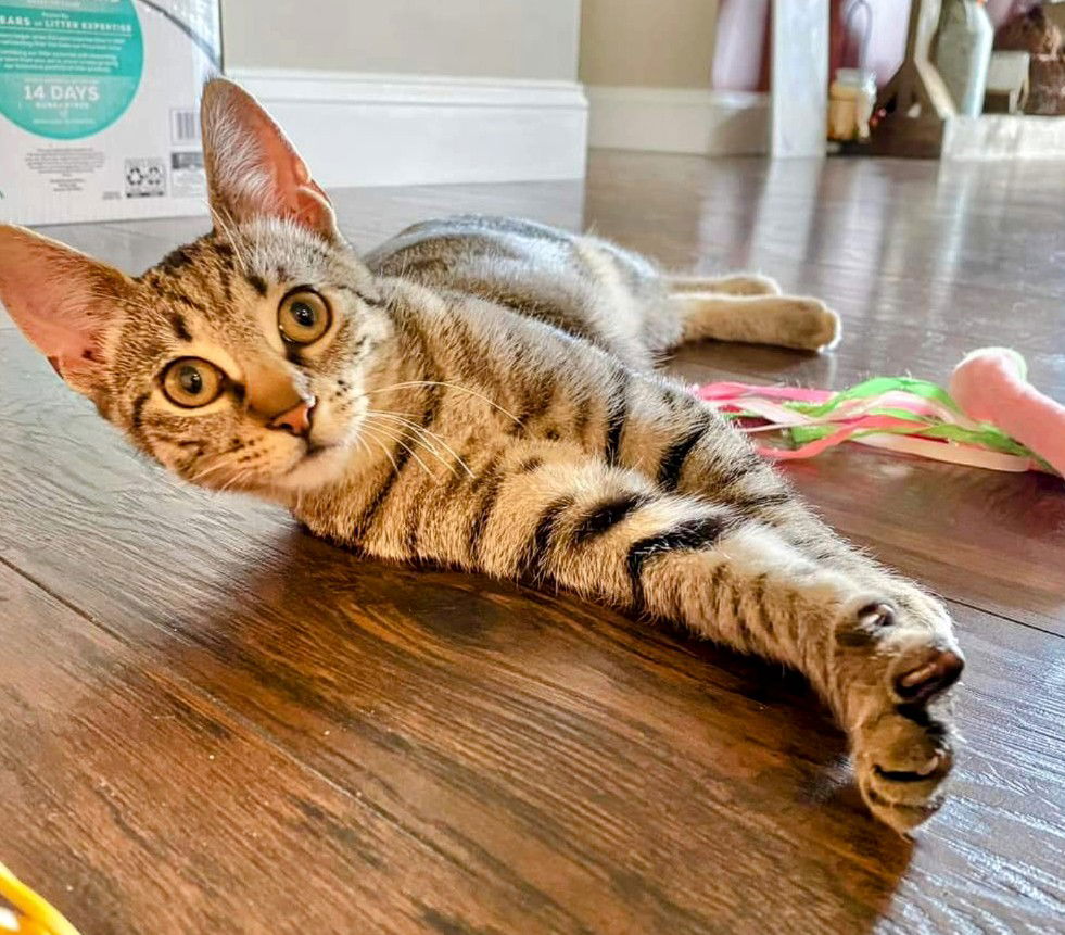 adoptable Cat in Nazareth, PA named Paisley Kitten